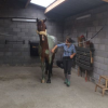 van-massenhove-sophie - algotherapie equine