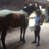 van-massenhove-sophie - algotherapie equine