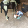 van-massenhove-sophie - algotherapie equine