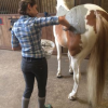 van-massenhove-sophie - algotherapie equine