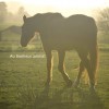 Refuge pour chevaux - 7322,Ville Pommeroeul