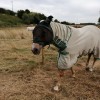 Refuge pour chevaux - 7322,Ville Pommeroeul