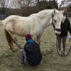 Vétérinaire pour chevaux et petits animaux - Ostéopathe équin