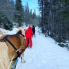 centre-equestre-des-bauges - Ski joering