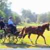 belgische-jeugd-menners-jeunes-meneurs-belges