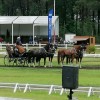 comite-olympique-et-interfederal-belge