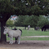 Refuge  L oasis-des-anes-asbl