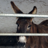 Refuge  L oasis-des-anes-asbl