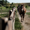 Roby - Clotures pour chevaux