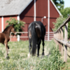 Roby - Clotures pour chevaux