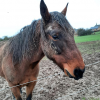 La Belle Vie - Refuge pour chevaux à Mettet