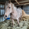 La Belle Vie - Refuge pour chevaux à Mettet