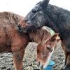 La Belle Vie - Refuge pour chevaux à Mettet