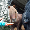 La Belle Vie - Refuge pour chevaux à Mettet