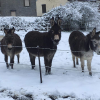 La Belle Vie - Refuge pour chevaux à Mettet