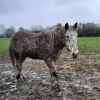 La Belle Vie - Refuge pour chevaux à Mettet