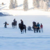 chevaux-gruyeres  - Ski joring en Suisse