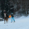 chevaux-gruyeres  - Ski joring en Suisse