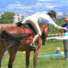 cheval-gruyeres - Stage equitation en Suisse