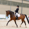 studbook-du-cheval-de-selle-luxembourgeois