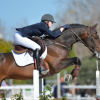 studbook-du-cheval-de-selle-luxembourgeois