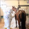 ULiege - clinique veterinaire pour chevaux