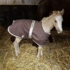 ULiege - clinique veterinaire pour chevaux