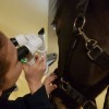 ULiege - clinique veterinaire pour chevaux