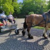 centre-provincial-des-metiers-du-cheval