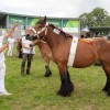 stud-book-cheval-de-trait-ardennais