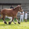 stud-book-cheval-de-trait-ardennais