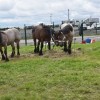 stud-book-cheval-de-trait-ardennais