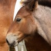 stud-book-cheval-de-trait-ardennais