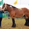 stud-book-cheval-de-trait-ardennais