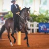 federation-americaine-d-equitation