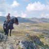 cheval-du-vercors-de-barraquand