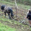 cheval-du-vercors-de-barraquand