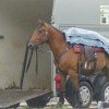 cheval-du-vercors-de-barraquand