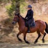 cheval-du-vercors-de-barraquand