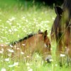 cheval-du-vercors-de-barraquand