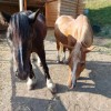save-animals-sauvetages-asbl