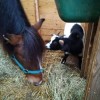 save-animals-sauvetages-asbl