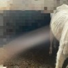 save-animals-sauvetages-asbl