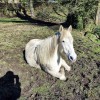 save-animals-sauvetages-asbl