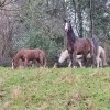 save-animals-sauvetages-asbl