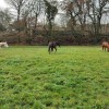 save-animals-sauvetages-asbl