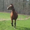 save-animals-sauvetages-asbl