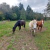 save-animals-sauvetages-asbl