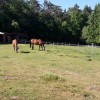Legrand nathalie - veterinaire chevaux