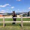 Equisound  - Aalter